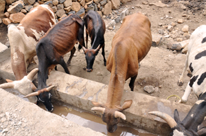 Livestock using the newly constructed cattle trough by Caritas. Credits: Ethiopia Catholic Secretariat