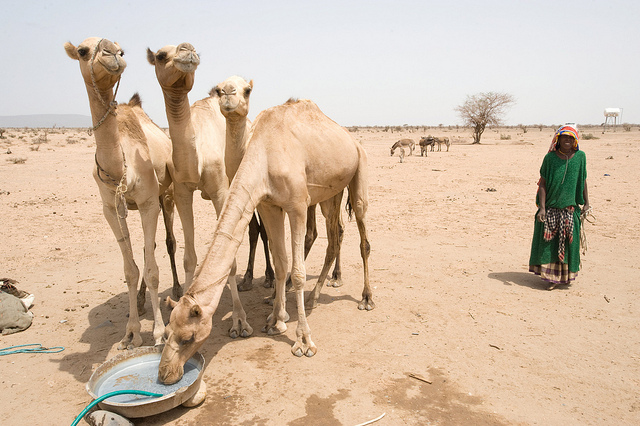 A local woman brings her camels to drink at a water point built by CRS in the arid Shinele Zone of eastern Ethiopia. Photo by David Snyder for Catholic Relief Services