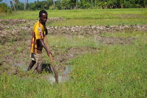 Fednor preparing his rice fields Credit:Worms/Caritas