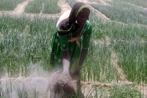 Women do the farming in Chad and put food on the family table. Credits: Adoum Goulgué/SECADEV 