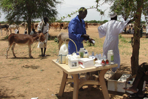 To help herders make a living, a Caritas partner provides free animal vaccinations for livestock in Darfur. Credits: SCC