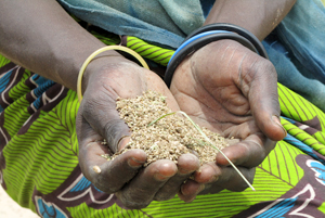 Khreb - wild grain, food during the crisis in Khregané, Chad. Chad was one of the worst affected countries, with poor rainfall last year hurting farmers and animal herders the most. Then locusts and severe flooding added to the misery. Credits: Lisa Krebs/Caritas Switzerland