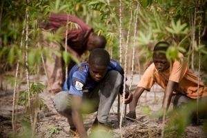 Clearing the cassava fields with their bare hands. Photo by Matthieu Alexandre for Caritas Internationalis