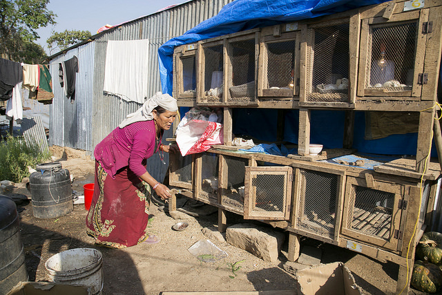 Kumari et poussins qu'elle soulève pour augmenter ses revenus. Photo par Jennifer Hardy / Caritas