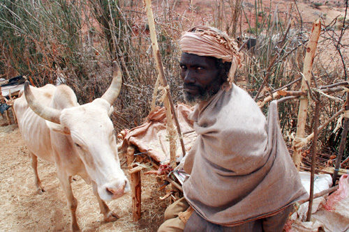 In Ethiopia, intensive care for cattle