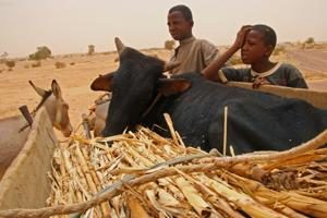 Hunger in Niger: Food for a famished nation