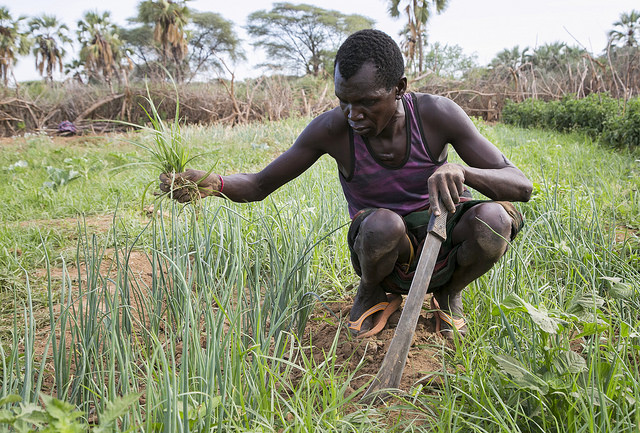 This man is weeding a field of onions grown by the Edome Elemae smallholder farmers group, supported by Kenya-RAPID. The farmers here have a pump system and use drip irrigation, manure, compost and other methods to improve the quantity and quality of their crops. Women from other surrounding villages were coming on this early morning to buy kales and other produce to sell in their own local areas. The farmers here also reported that their animals have survived the drought, because they can feed them the crop residues and other weeds and grasses they don't use to the animals. The Diocese of Lodwar has been leading this type of development work in Turkana for decades, and is the lead with this farmers' group. Photo by Nancy McNally/Catholic Relief Services