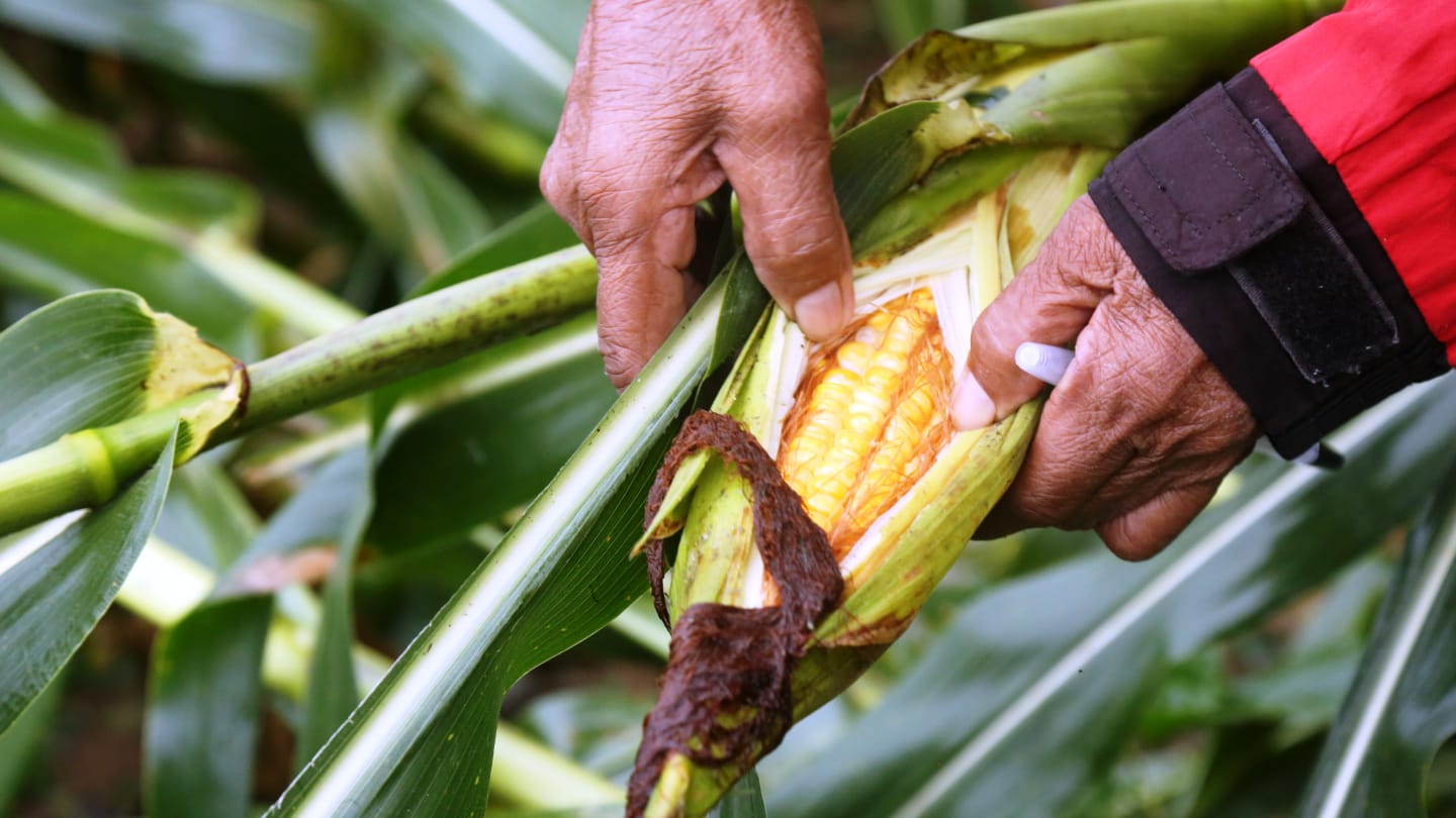 Caritas Philippines staff assesses the damage to corn crops in Ilagan